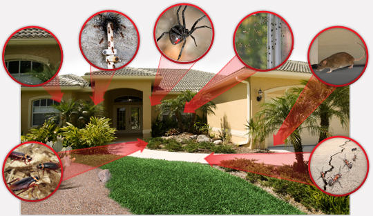 Prevention from pests at home